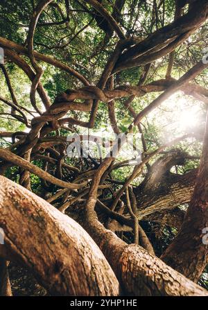 Geschwungene, verwickelte Lianen und Äste mit hellem Sonnenlicht und Hintergrundbeleuchtung. Reisen innerhalb der Insel Mauritius. Exotische Länder reisen in Natu Stockfoto