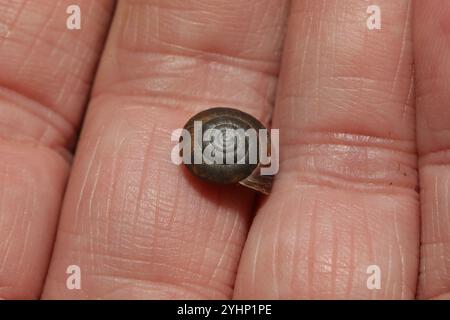 Erdbeerschnecke (Trochulus striolatus) Stockfoto
