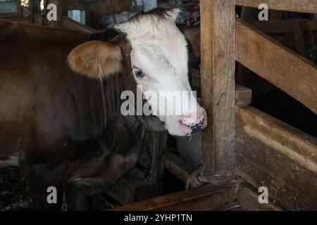 Kalb in einem rustikalen Kuhstall in der Südtürkei Stockfoto