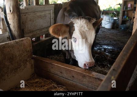 Kalb in einem rustikalen Kuhstall in der Südtürkei Stockfoto