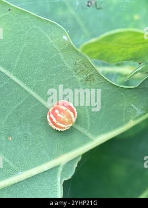 Gestreifte Pea Gall Wasp (Cynips longiventris) Stockfoto