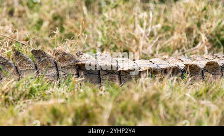 Die Schuppen auf dem Schwanz eines Krokodils im Schotia Game Reserve, Eastern Cape, Südafrika Stockfoto