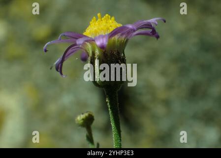 Sonnenblumen, Gänseblümchen, Astern und Verbündete (Asteraceae) Stockfoto