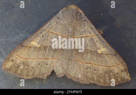 Rot gefütterte Panopoda Motte (Panopoda rufimargo) Stockfoto