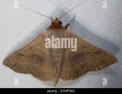 Rot gefütterte Panopoda Motte (Panopoda rufimargo) Stockfoto