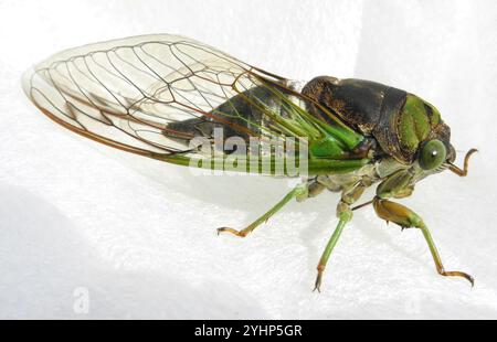 Sümpfe Cicada (Neotibicen tibicen tibicen) Stockfoto