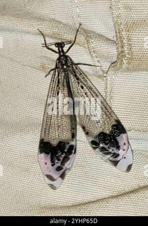 Angenehmer, bildgeflügelter Antlion (Glenurus gratus) Stockfoto