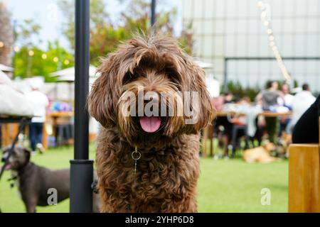 Nahaufnahme eines glücklichen Hundes, der mit der Zunge im Hundepark lächelt Stockfoto