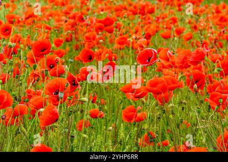 Rotes Mohnfeld, schöne Sommerwiese mit vielen roten wilden Mohnblumen, Mohnblumen Feld rote Blumen Stockfoto