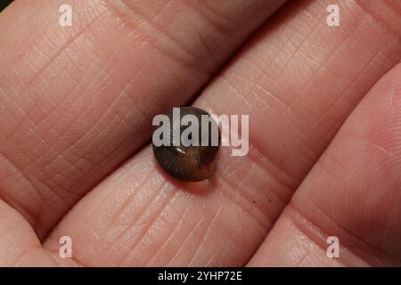 Erdbeerschnecke (Trochulus striolatus) Stockfoto
