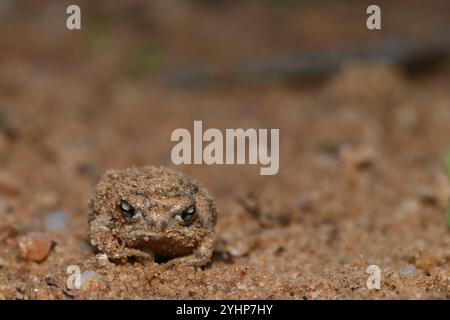 Namaqua Regenfrosch (Breviceps namaquensis) Stockfoto