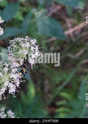 Edle Wasp-Sägefliege (Tenthredo vespa) Stockfoto