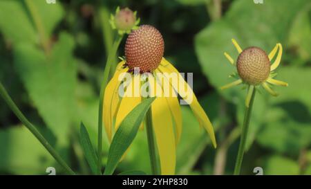Graukopf-Coneflower (Ratibida pinnata) Stockfoto