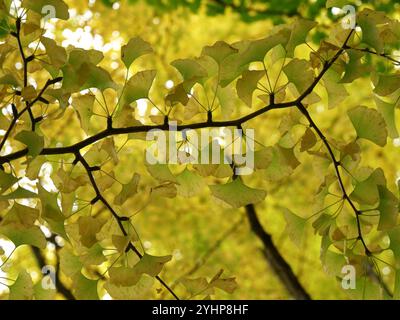 Gingko biloba Herbstlaub mit goldfarbenen Blättern auf Zweigen. Herbst Natur Hintergrund Stockfoto