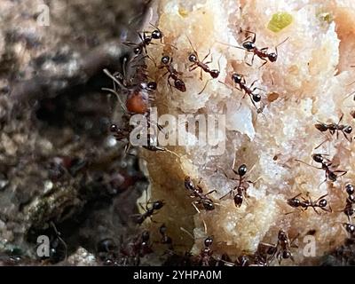 Großer importierter Großkopf-Ant (Pheidole obscurithorax) Stockfoto