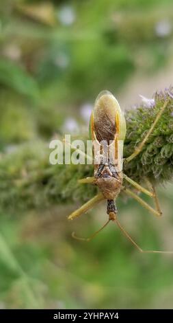 Leafhopper Assassin Bug (Zelus renardii) Stockfoto