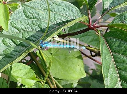 Mit Kelchen gekennzeichnete Damselfliege (Erythromma lindenii) Stockfoto
