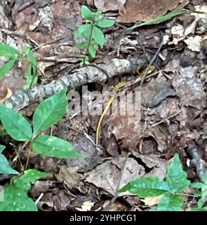 Long-tailed Salamander (Eurycea Longicauda) Stockfoto