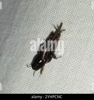 Größerer Zwergmole Grasshopper (Neotridactylus apicialis) Stockfoto