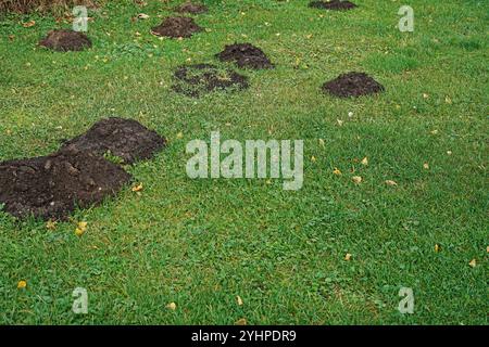Maulwurf Hügel auf grünem Gras, im Park. Stockfoto