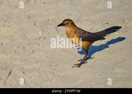 Ein weibliches Boot hat am Strand in Myrtle Beach, South Carolina, USA, gesattelt Stockfoto