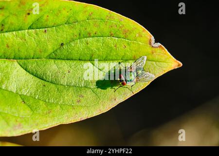Gewöhnliche grüne Flaschenfliege auf einem Blatt im späten Sonnenlicht Stockfoto