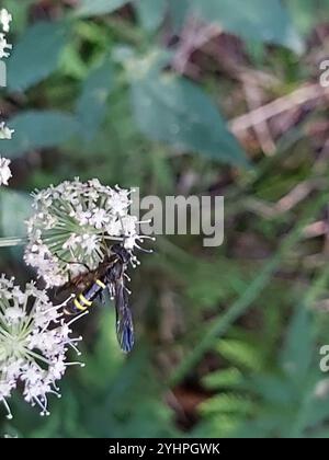 Edle Wasp-Sägefliege (Tenthredo vespa) Stockfoto