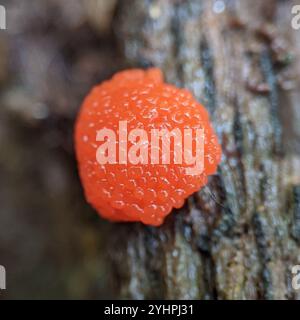 Rote Himbeer-Schleimform (Tubifera ferruginosa) Stockfoto