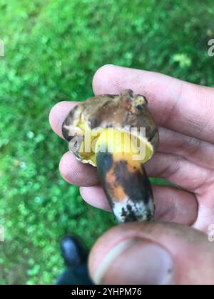 Tintenfleckbolete (Cyanoboletus pulverulentus) Stockfoto