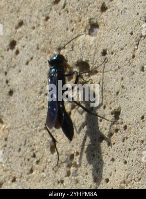 Blaue Schlamm-Dauber-Unterlegscheiben (Chalybion) Stockfoto