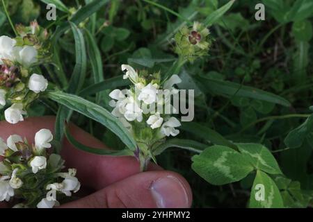 Selfheal (Prunella laciniata) Stockfoto
