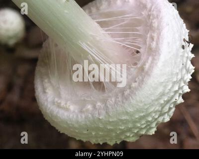 Amerikanische abrupte Bulbed Lepidella (Amanita abrupta) Stockfoto