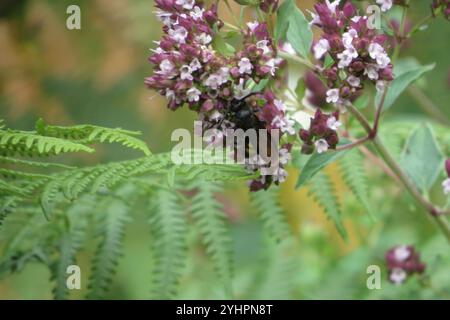 Haarige Scoliid Wasp (Scolia hirta) Stockfoto