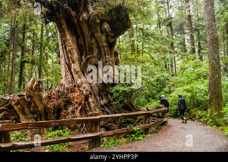 Ein Paar Wanderer spaziert entlang eines Wanderweges, der sich am Fuße eines riesigen und alten Zedernbaums im Olympic National Forest des Bundesstaates Washington entlang kurbelt. Stockfoto