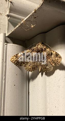 Pilzmotten (Metalectra discalis) Stockfoto