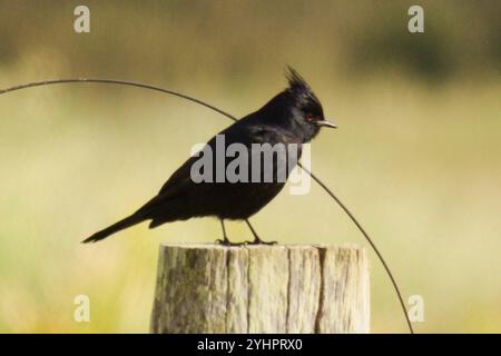 Schwarztyrann mit Haubenrand (Knipolegus-Lophoten) Stockfoto