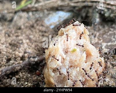 Großer importierter Großkopf-Ant (Pheidole obscurithorax) Stockfoto