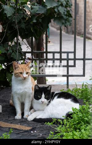 Ein Paar wilde Straßenkatzen aus Jerusalem in entspannter Ruhe in einem öffentlichen Park, eine sich auf dem Boden zusammengerollt, eine aufrecht sitzend. Stockfoto