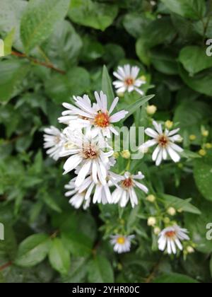 Michaelmas-Gänseblümchen (Symphyotrichum x salignum) Stockfoto