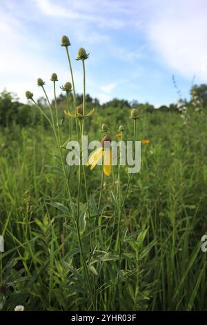 Graukopf-Coneflower (Ratibida pinnata) Stockfoto
