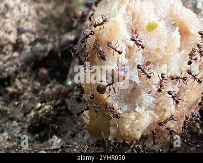 Großer importierter Großkopf-Ant (Pheidole obscurithorax) Stockfoto