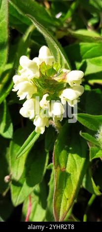 Selfheal (Prunella laciniata) Stockfoto