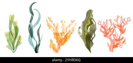 Sammlung von Wasserfarben Algen und Korallenklippern in Grün-, Gelb-, Blau-, Rot- und Orangetönen. Ideal für Meeres- und Küstenprojekte, isolierter Seetang, Laminaria-Illustration mit Meereselementen Stockfoto