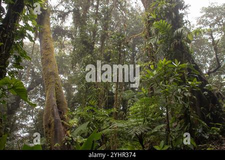 Biodiversitätsreservat Des Wolkenwaldes Von Monteverde Stockfoto