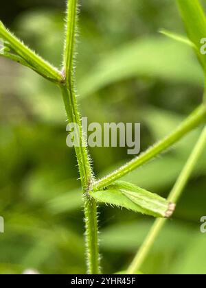 Lindley's Aster (Symphyotrichum ciliolatum) Stockfoto