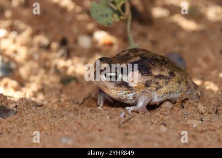 Namaqua Regenfrosch (Breviceps namaquensis) Stockfoto