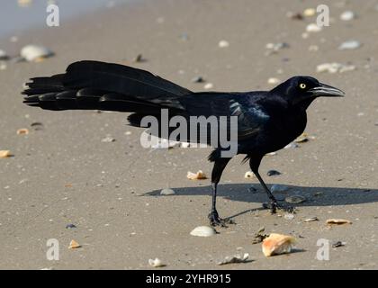 Grackle am Boca Chica Beach, Texas Stockfoto