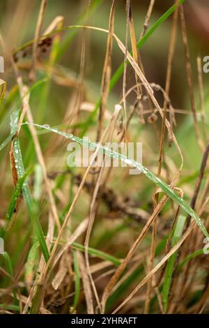 Grashalme mit Wassertropfen im Herbst , Deutschland, Hessen, Frankfurt am Main, 12.11.2024, Nahaufnahme von Grashalmen mit Wassertropfen, die an einem kühlen Herbsttag auf den Blättern ruhen und die Schönheit der Natur zeigen. *** Grasblätter mit Wassertröpfchen im Herbst , Deutschland, Hessen, Frankfurt am Main, 12 11 2024, Nahaufnahme von Grashalmen mit Wassertröpfchen, die an einem kühlen Herbsttag auf den Blättern liegen und die Schönheit der Natur zeigen Stockfoto