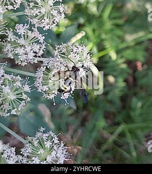 Edle Wasp-Sägefliege (Tenthredo vespa) Stockfoto