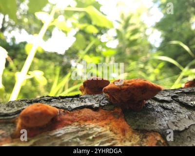 Nördliches Zinnober-Polypore (Trametes cinnabarina) Stockfoto
